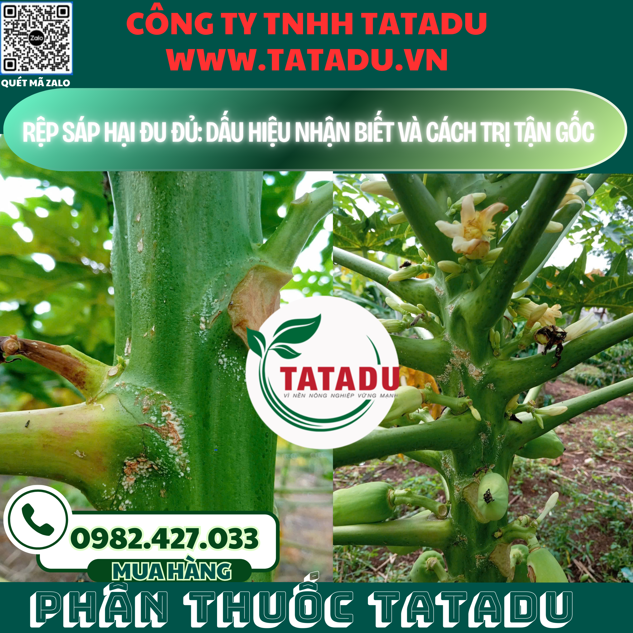 REP SAP HAI DU DU DAU HIEU NHAN BIET VA CACH TRI TAN GOC