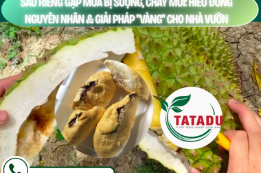 SẦU RIÊNG GẶP MƯA BỊ SƯỢNG, CHÁY MÚI: HIỂU ĐÚNG NGUYÊN NHÂN VÀ GIẢI PHÁP “VÀNG” CHO NHÀ VƯỜN