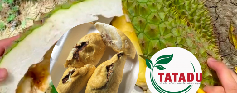 SAU RIENG GAP MUA BI SUONG CHAY MUI HIEU DUNG NGUYEN NHAN GIAI PHAP VANG CHO NHA VUON