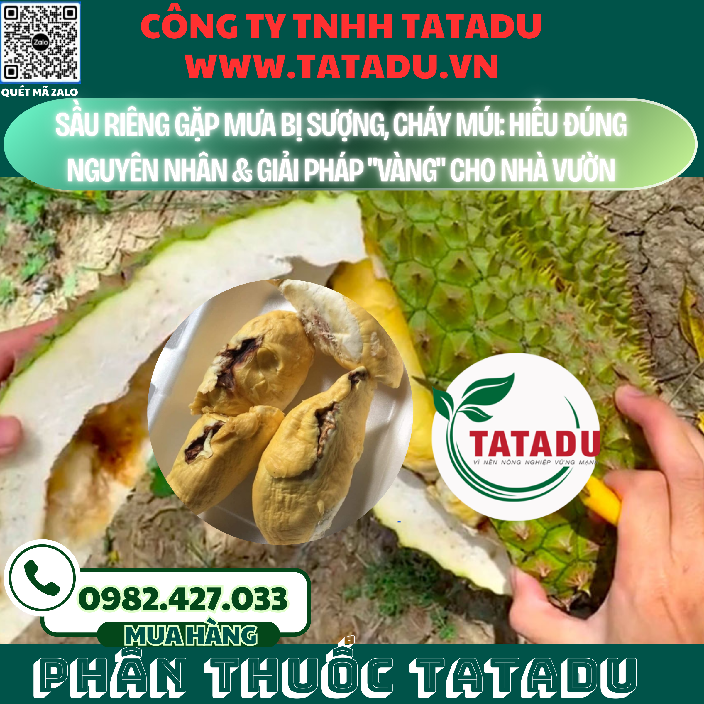 SAU RIENG GAP MUA BI SUONG CHAY MUI HIEU DUNG NGUYEN NHAN GIAI PHAP VANG CHO NHA VUON