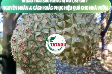 VÌ SAO TRÁI SẦU RIÊNG BỊ NỨT, BỂ GAI? NGUYÊN NHÂN & CÁCH KHẮC PHỤC HIỆU QUẢ CHO NHÀ VƯỜN