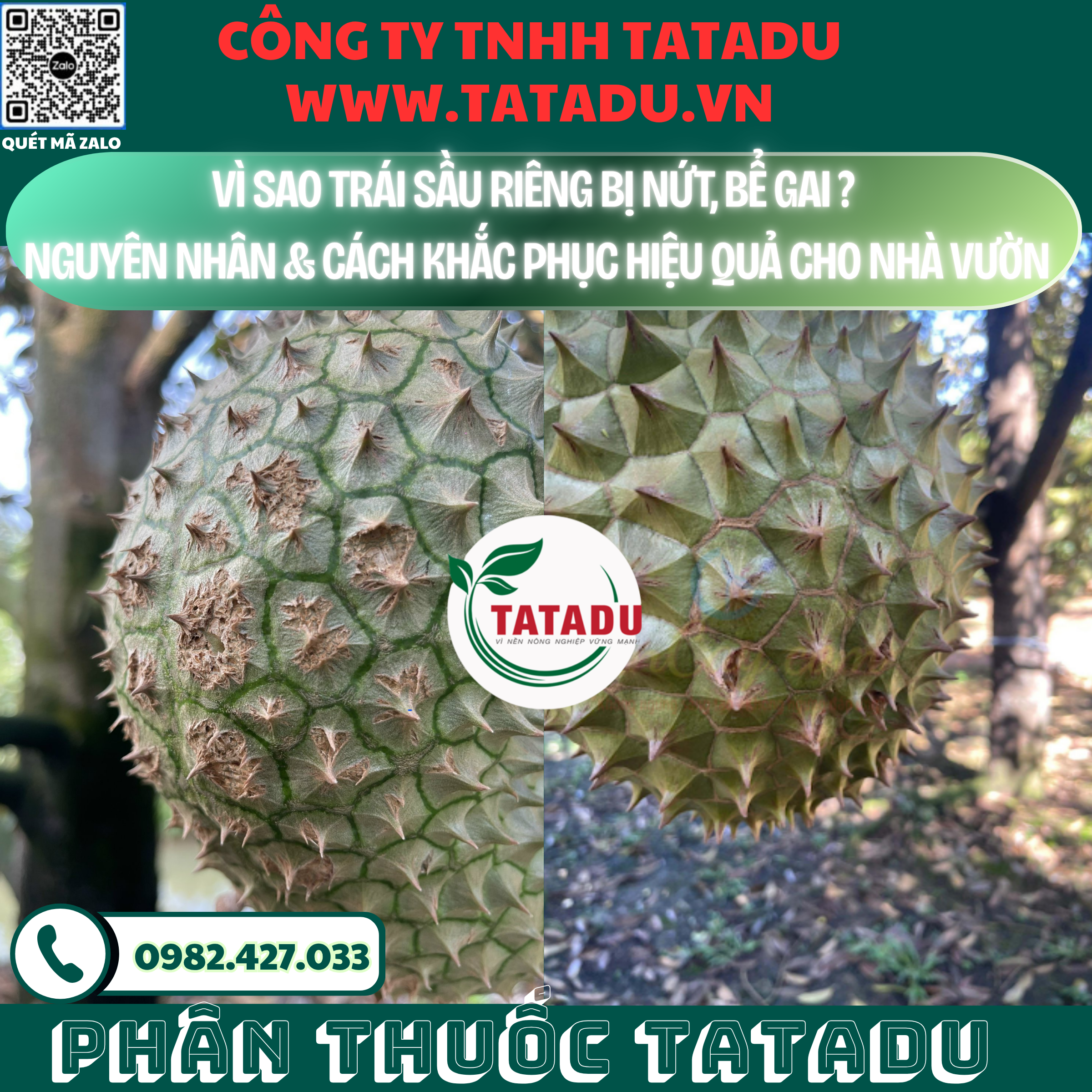 VI SAO TRAI SAU RIENG BI NUT BE GAI NGUYEN NHAN CACH KHAC PHUC HIEU QUA CHO NHA VUON