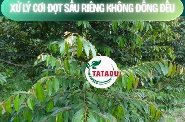 XỬ LÝ CƠI ĐỌT SẦU RIÊNG KHÔNG ĐỒNG ĐỀU – KHÔNG CÒN LÀ NỖI LO!