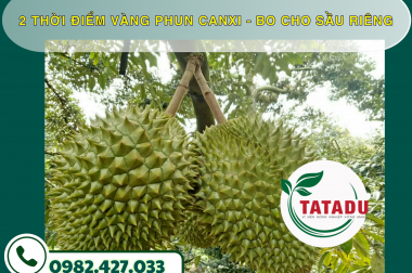 2 THỜI ĐIỂM VÀNG PHUN CANXI – BO CHO SẦU RIÊNG