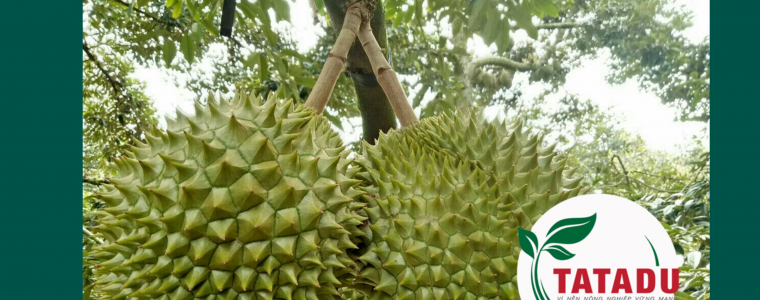 2 THOI DIEM VANG PHUN CANXI BO CHO SAU RIENG