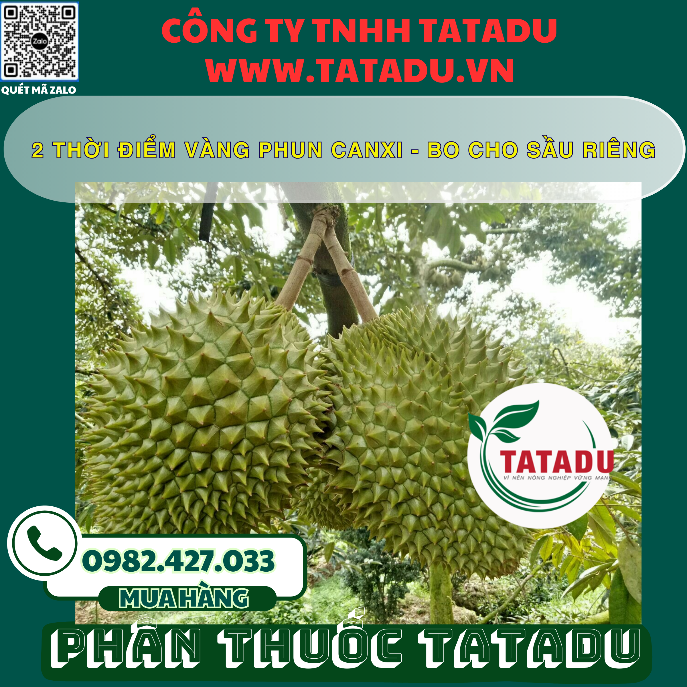 2 THOI DIEM VANG PHUN CANXI BO CHO SAU RIENG