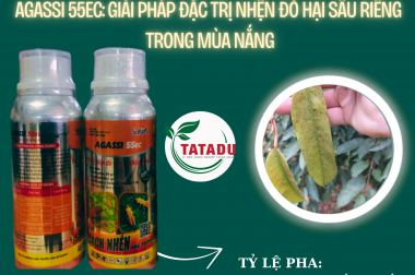 AGASSI 55EC: GIẢI PHÁP ĐẶC TRỊ NHỆN ĐỎ HẠI SẦU RIÊNG TRONG MÙA NẮNG