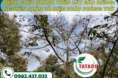 BỆNH CHẾT NHÁNH TRÊN CÂY SẦU RIÊNG: NGUYÊN NHÂN VÀ BIỆN PHÁP PHÒNG TRỪ TRIỆT ĐỂ