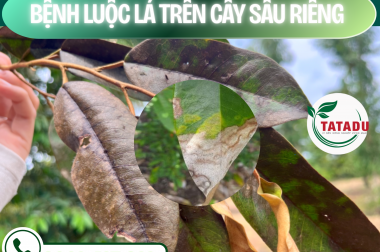 BỆNH LUỘC LÁ SẦU RIÊNG: NGUYÊN NHÂN VÀ CÁCH ĐẶC TRỊ DỨT ĐIỂM BẰNG PROZAMIDE 300SC