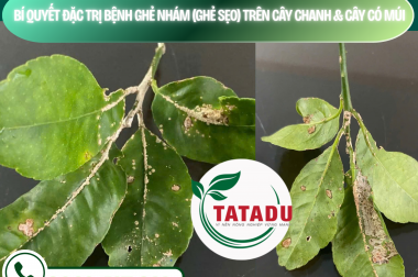 BÍ QUYẾT ĐẶC TRỊ BỆNH GHẺ NHÁM (GHẺ SẸO) TRÊN CÂY CHANH VÀ CÂY CÓ MÚI