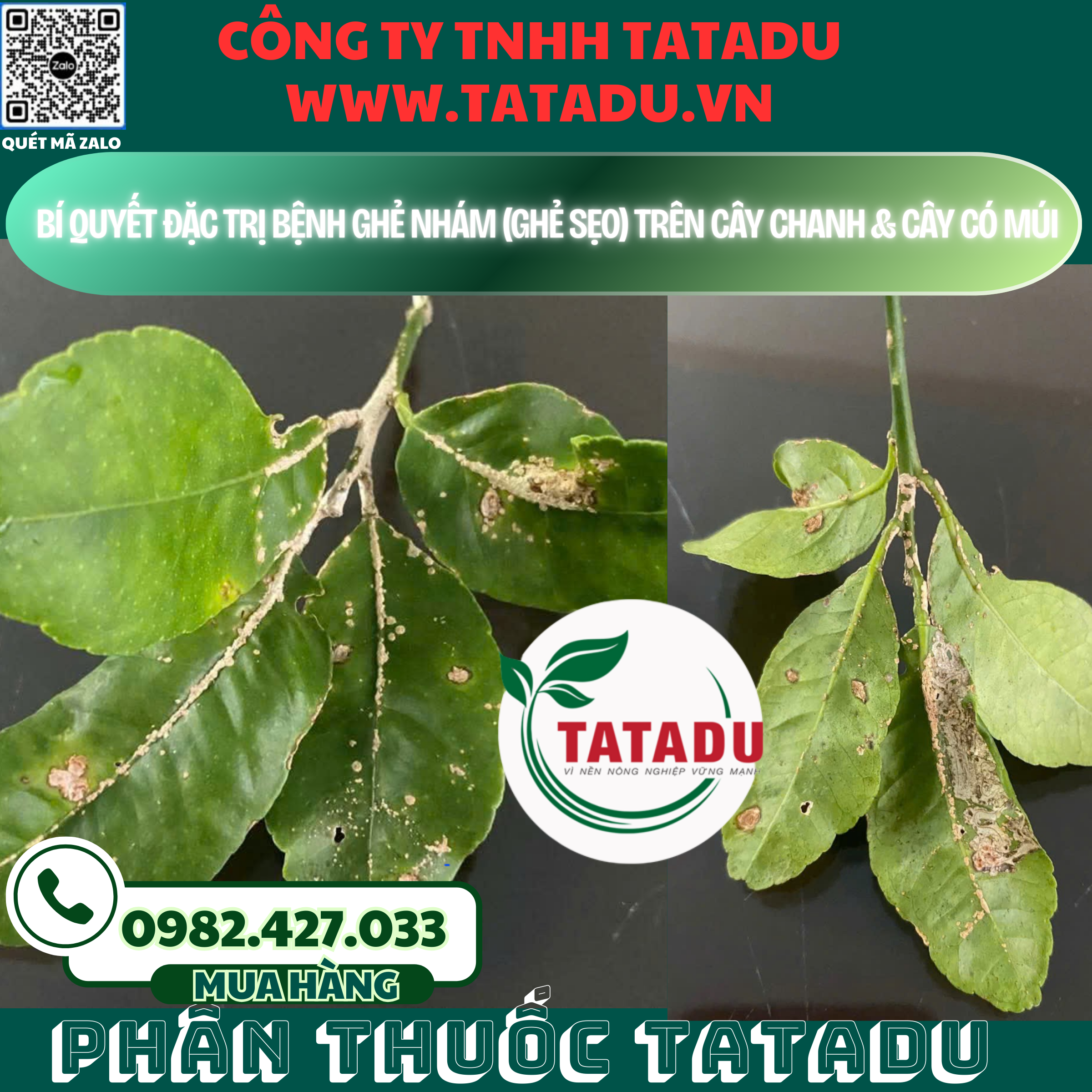 BI QUYET DAC TRI BENH GHE NHAM GHE SEO TREN CAY CHANH CAY CO MUI