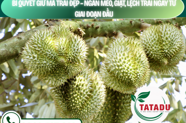 BÍ QUYẾT GIỮ MÃ TRÁI ĐẸP – NGĂN MÉO, GIẬT, LỆCH TRÁI NGAY TỪ GIAI ĐOẠN ĐẦU