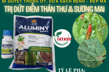 BÍ QUYẾT TRỒNG ỚT, DƯA SẠCH BỆNH – ĐẸP MÃ: TRỊ DỨT ĐIỂM THÁN THƯ VÀ SƯƠNG MAI