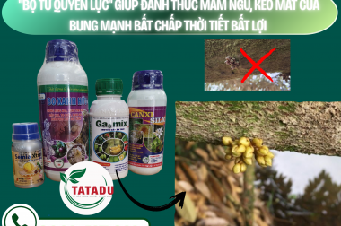 GIẢI PHÁP CỨU “MẮT CUA” BỊ ĐEN, CO LẠI, NGỪNG PHÁT TRIỂN DO SỐC NHIỆT, SƯƠNG MÙ LẠNH