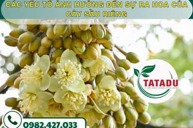 CÁC YẾU TỐ ẢNH HƯỞNG ĐẾN SỰ RA HOA CỦA CÂY SẦU RIÊNG
