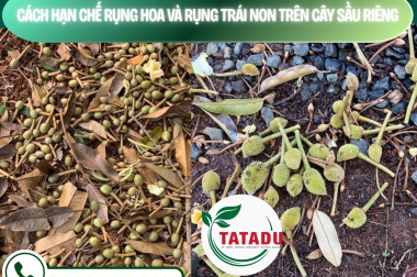 CÁCH HẠN CHẾ RỤNG HOA VÀ RỤNG TRÁI NON TRÊN CÂY SẦU RIÊNG