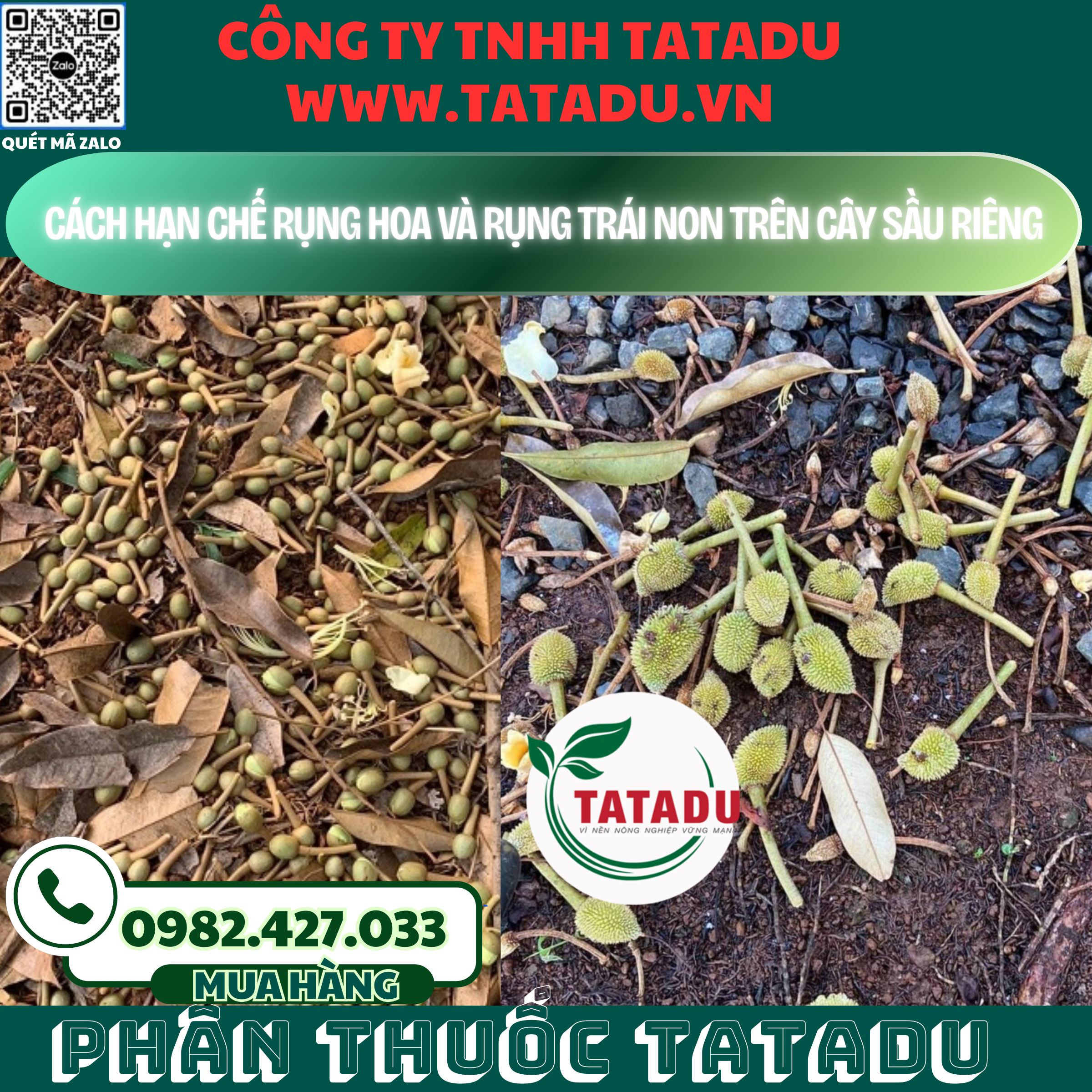 CACH HAN CHE RUNG HOA VA RUNG TRAI NON TREN CAY SAU RIENG