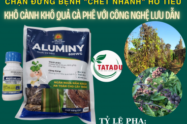 CHẶN ĐỨNG BỆNH “CHẾT NHANH” HỒ TIÊU VÀ KHÔ CÀNH KHÔ QUẢ CÀ PHÊ VỚI CÔNG NGHỆ LƯU DẪN