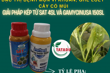 ĐẶC TRỊ BỆNH MỤN VI KHUẨN, GHẺ LOÉT TRÊN CÂY CÓ MÚI – GIẢI PHÁP KÉP TỪ SAT 4SL VÀ GAMYCINUSA 150SL