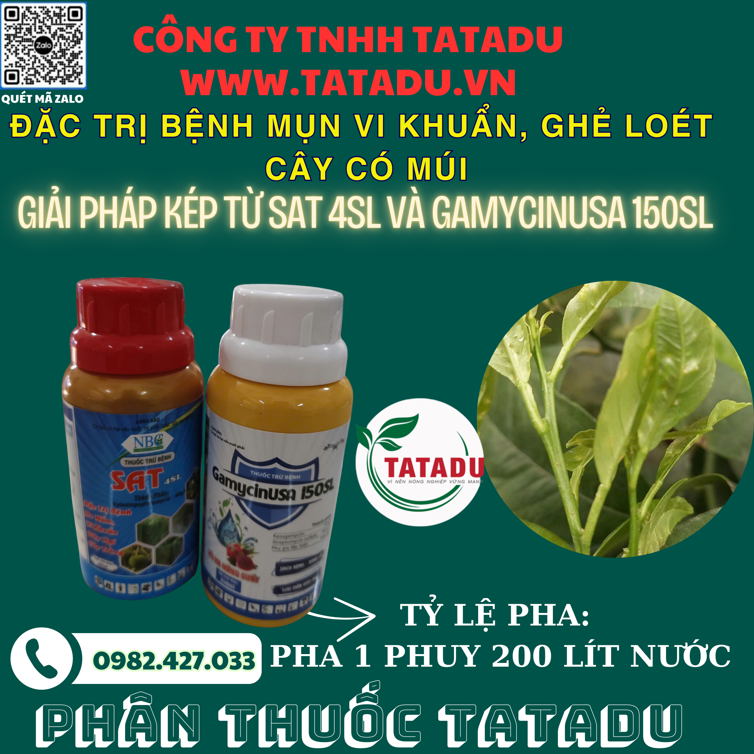 DAC TRI BENH MUN VI KHUAN GHE LOET TREN CAY CO MUI