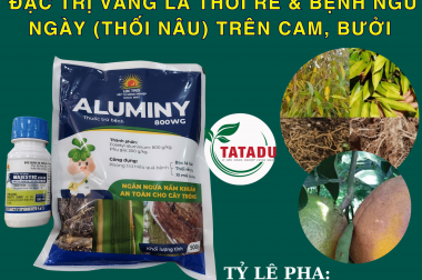 ĐẶC TRỊ VÀNG LÁ THỐI RỄ & BỆNH NGỦ NGÀY (THỐI NÂU) TRÊN CAM, BƯỞI – CÂY KHỎE, TRÁI ĐẸP