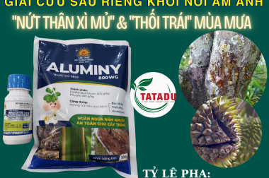 GIẢI CỨU SẦU RIÊNG KHỎI NỖI ÁM ẢNH “NỨT THÂN XÌ MỦ” VÀ “THỐI TRÁI” MÙA MƯA – GIẢI PHÁP TỪ CHUYÊN GIA