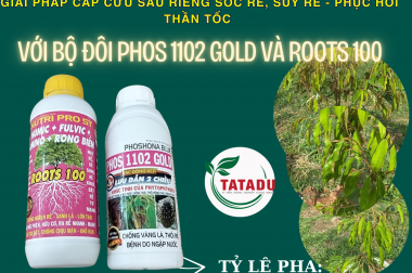 GIẢI PHÁP CẤP CỨU SẦU RIÊNG SỐC RỄ, SUY RỄ – PHỤC HỒI THẦN TỐC VỚI BỘ ĐÔI PHOS 1102 VÀ ROOTS 100