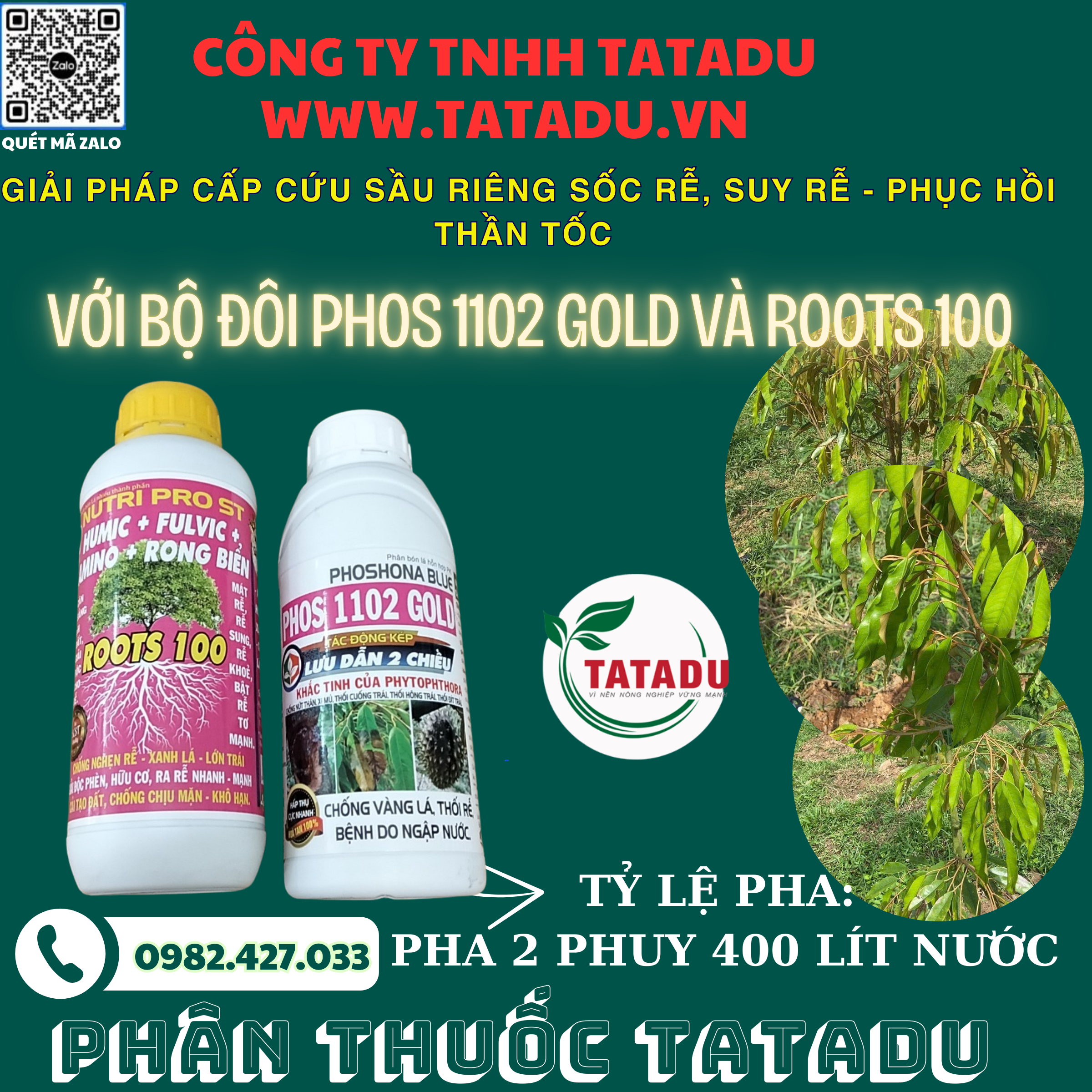 GIAI PHAP CAP CUU SAU RIENG SOC RE SUY RE PHUC HOI THAN TOC 1