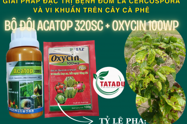 GIẢI PHÁP ĐẶC TRỊ BỆNH ĐỐM LÁ CERCOSPORA VÀ VI KHUẨN TRÊN CÂY CÀ PHÊ HIỆU QUẢ VỚI BỘ ĐÔI ACATOP 320SC + OXYCIN 100WP