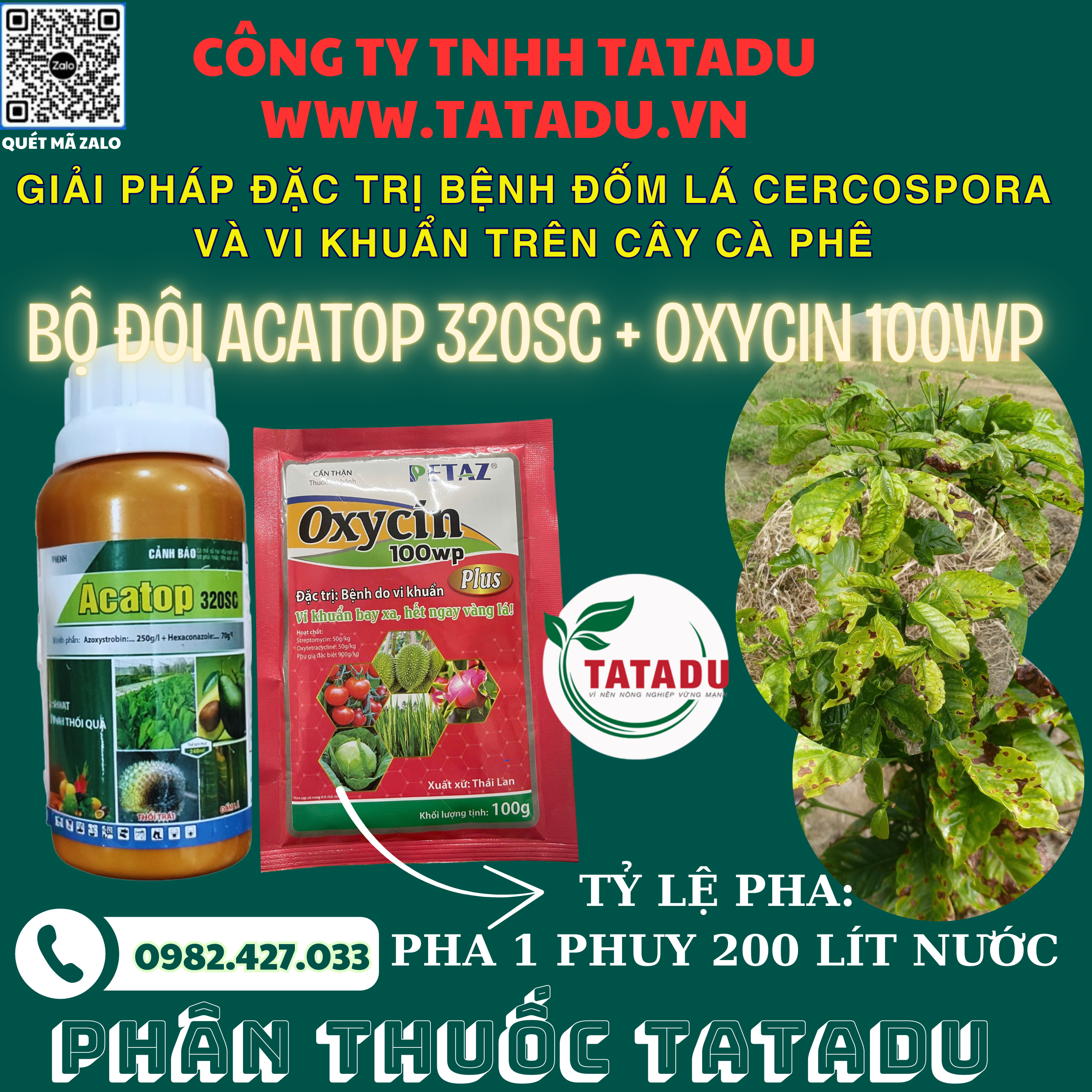 GIAI PHAP DAC TRI BENH DOM LA CERCOSPORA VA VI KHUAN TREN CAY CA PHE GIAI PHAP DAC TRI BENH DOM LA CERCOSPORA VA VI KHUAN TREN CAY CA PHE