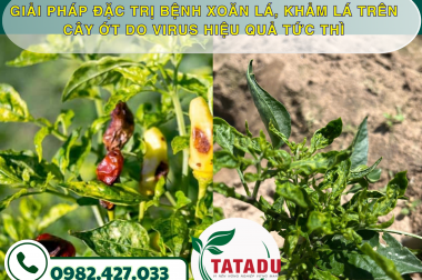 GIẢI PHÁP ĐẶC TRỊ BỆNH XOĂN LÁ, KHẢM LÁ TRÊN CÂY ỚT DO VIRUS HIỆU QUẢ TỨC THÌ
