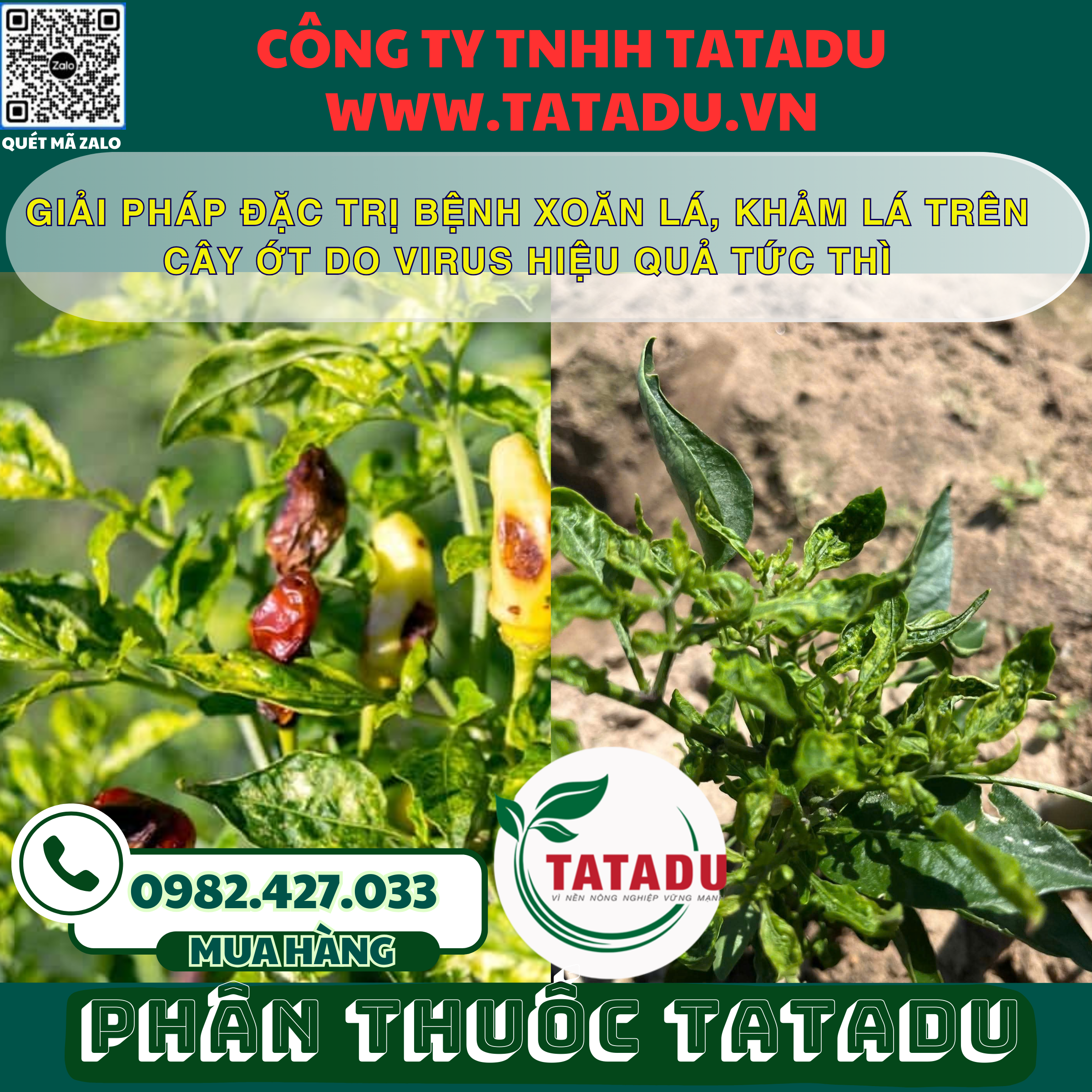 GIAI PHAP DAC TRI BENH XOAN LA KHAM LA TREN CAY OT DO VIRUS HIEU QUA TUC THI