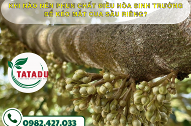 KHI NÀO NÊN PHUN CHẤT ĐIỀU HÒA SINH TRƯỞNG ĐỂ KÉO MẮT CUA SẦU RIÊNG?