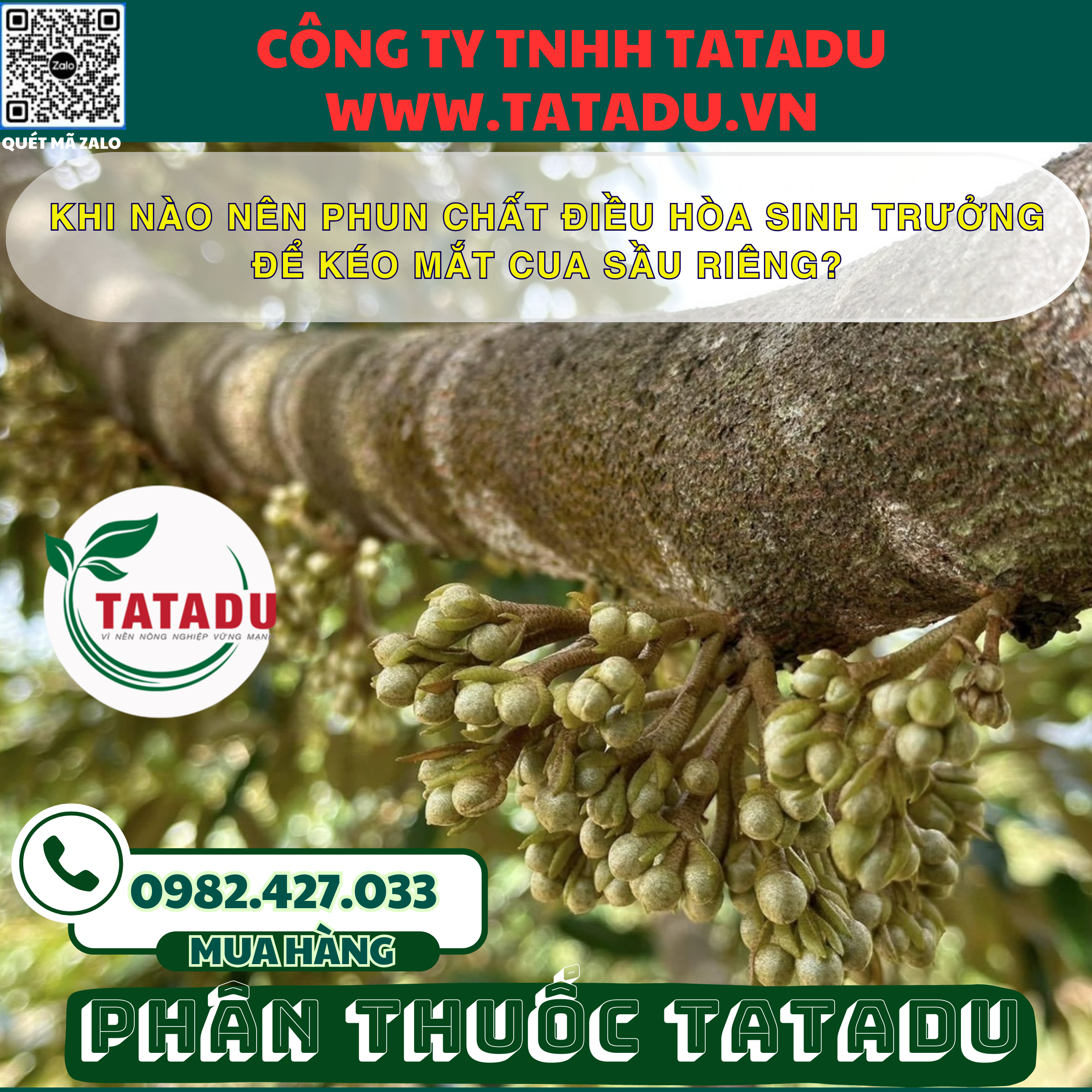 KHI NAO NEN PHUN CHAT DIEU HOA SINH TRUONG DE KEO MAT CUA SAU RIENG