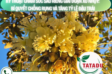 KỸ THUẬT CHĂM SÓC SẦU RIÊNG GIAI ĐOẠN XỔ NHỤY: BÍ QUYẾT CHỐNG RỤNG VÀ TĂNG TỶ LỆ ĐẬU TRÁI