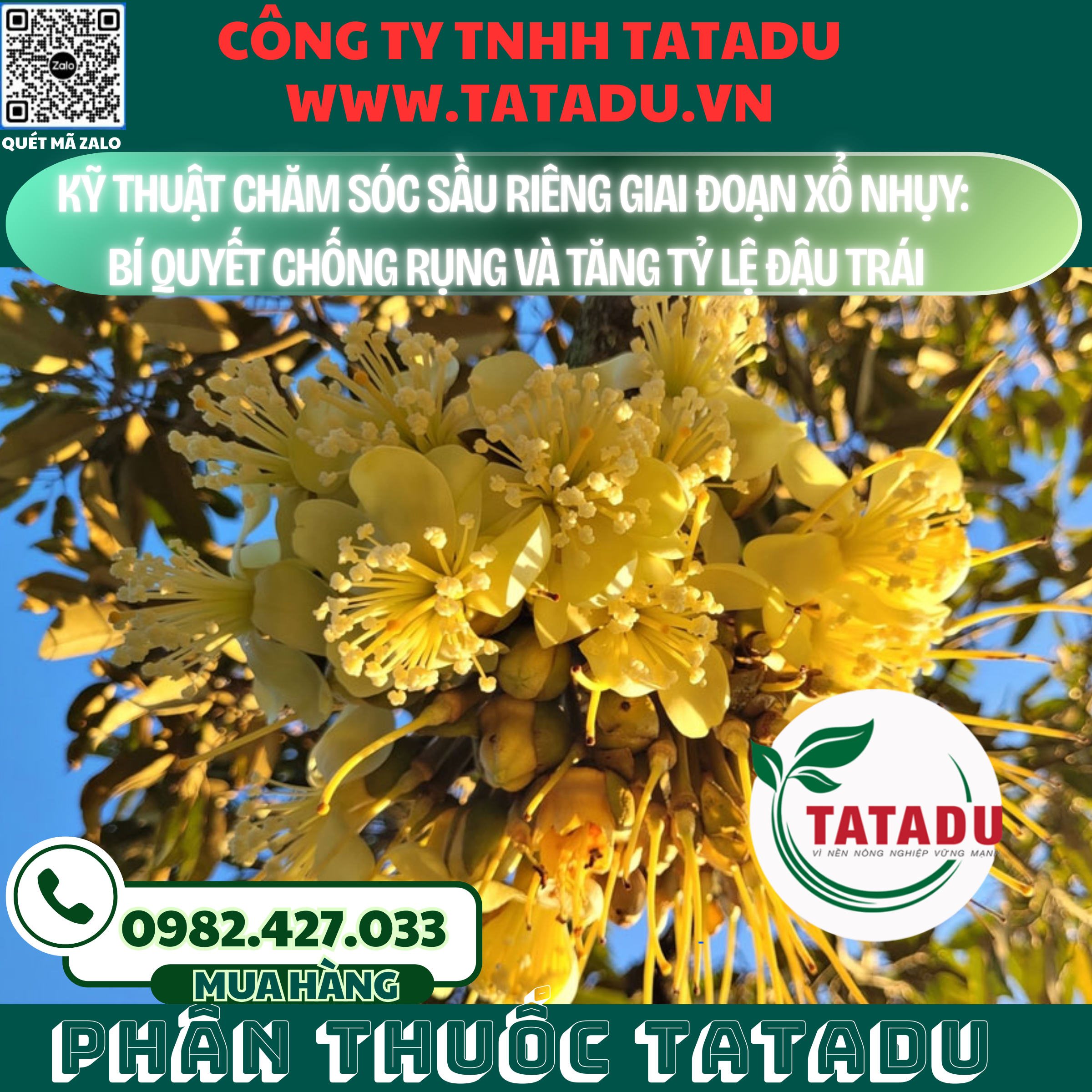 KY THUAT CHAM SOC SAU RIENG GIAI DOAN XO NHUY BI QUYET CHONG RUNG VA TANG TY LE DAU TRAI