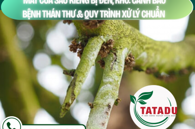 MẮT CUA SẦU RIÊNG BỊ ĐEN, KHÔ: CẢNH BÁO BỆNH THÁN THƯ VÀ QUY TRÌNH XỬ LÝ CHUẨN