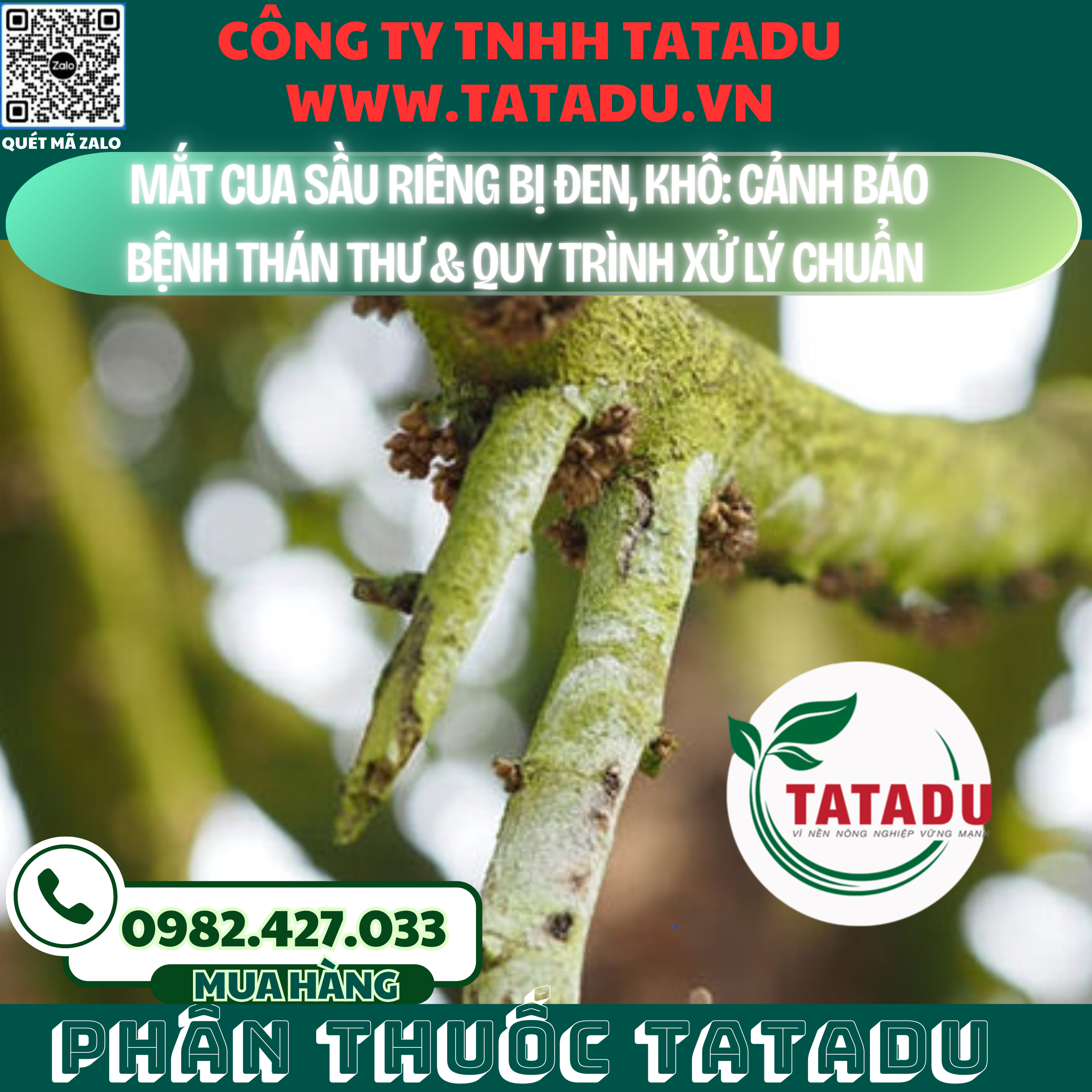 MAT CUA SAU RIENG BI DEN KHO CANH BAO BENH THAN THU QUY TRINH XU LY CHUAN