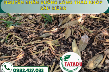 NGUYÊN NHÂN BUÔNG LÓNG THÁO KHỚP SẦU RIÊNG