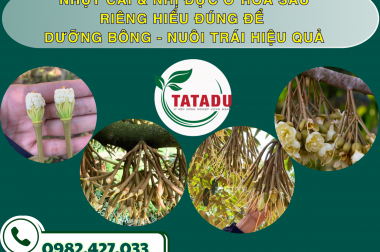 NHỤY CÁI & NHỊ ĐỰC Ở HOA SẦU RIÊNG HIỂU ĐÚNG ĐỂ DƯỠNG BÔNG – NUÔI TRÁI HIỆU QUẢ