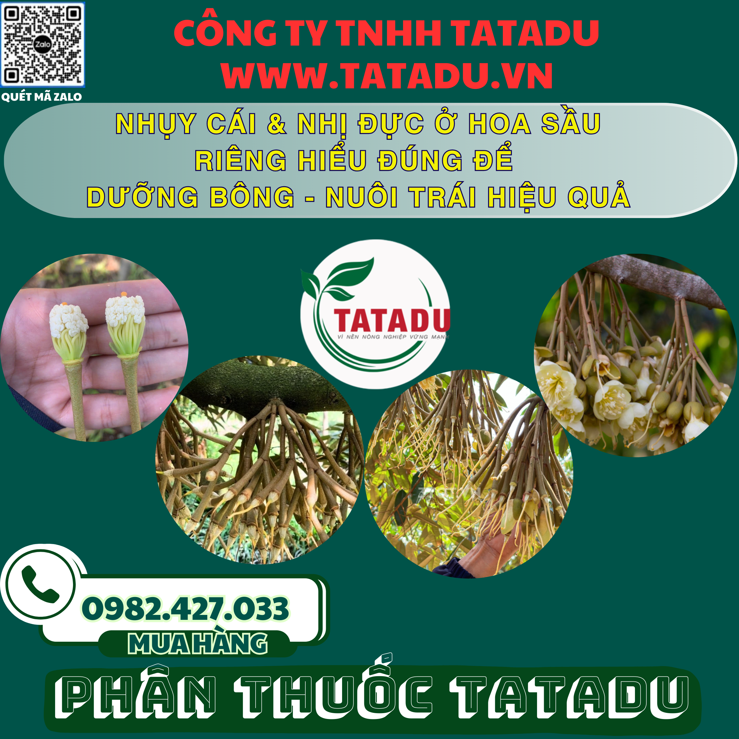 NHUY CAI NHI DUC O HOA SAU RIENG HIEU DUNG DE DUONG BONG NUOI TRAI HIEU QUA