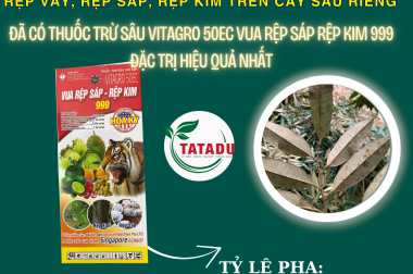 RỆP VẢY, RỆP SÁP, RỆP KIM TRÊN CÂY SẦU RIÊNG ĐÃ CÓ THUỐC TRỪ SÂU VITAGRO 50EC ĐẶC TRỊ HIỆU QUẢ NHẤT