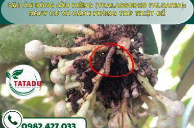 SÂU ĂN BÔNG SẦU RIÊNG (THALASSODES FALSARIA): NGUY CƠ VÀ CÁCH PHÒNG TRỪ TRIỆT ĐỂ