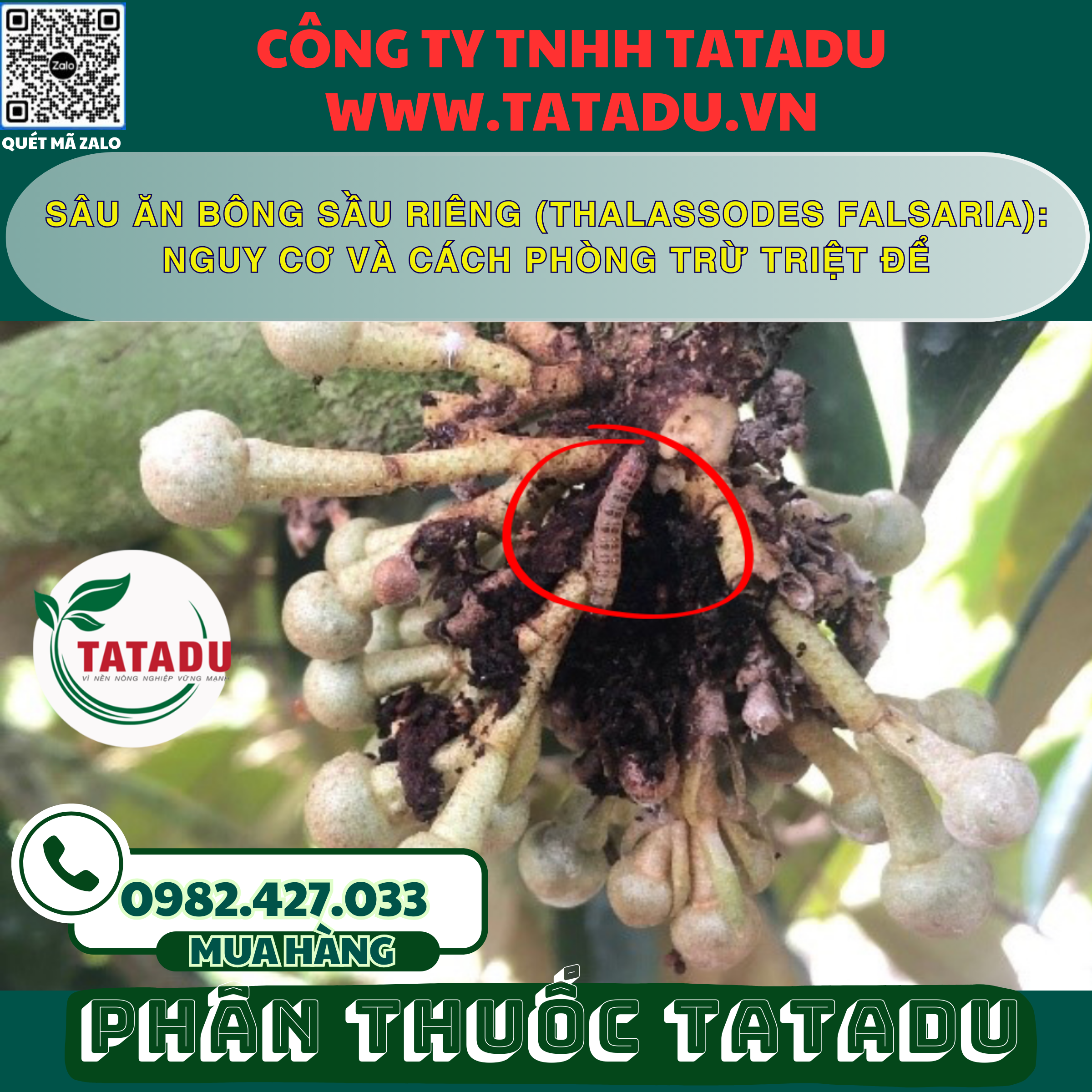 SAU AN BONG SAU RIENG THALASSODES FALSARIA NGUY CO VA CACH PHONG TRU TRIET DE