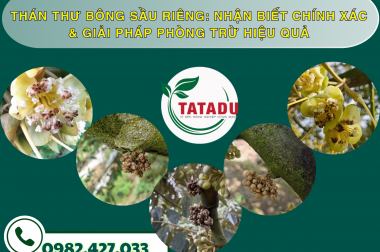 THÁN THƯ BÔNG SẦU RIÊNG: NHẬN BIẾT CHÍNH XÁC & GIẢI PHÁP PHÒNG TRỪ HIỆU QUẢ