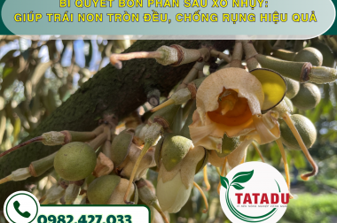 BÍ QUYẾT BÓN PHÂN SAU XỔ NHỤY: GIÚP TRÁI NON TRÒN ĐỀU, CHỐNG RỤNG HIỆU QUẢ