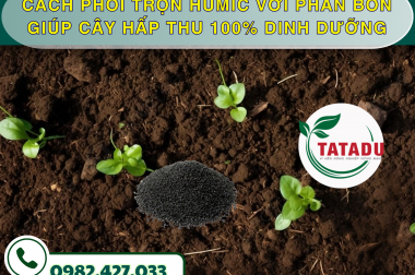 CÁCH PHỐI TRỘN HUMIC VỚI PHÂN BÓN GIÚP CÂY HẤP THU 100% DINH DƯỠNG
