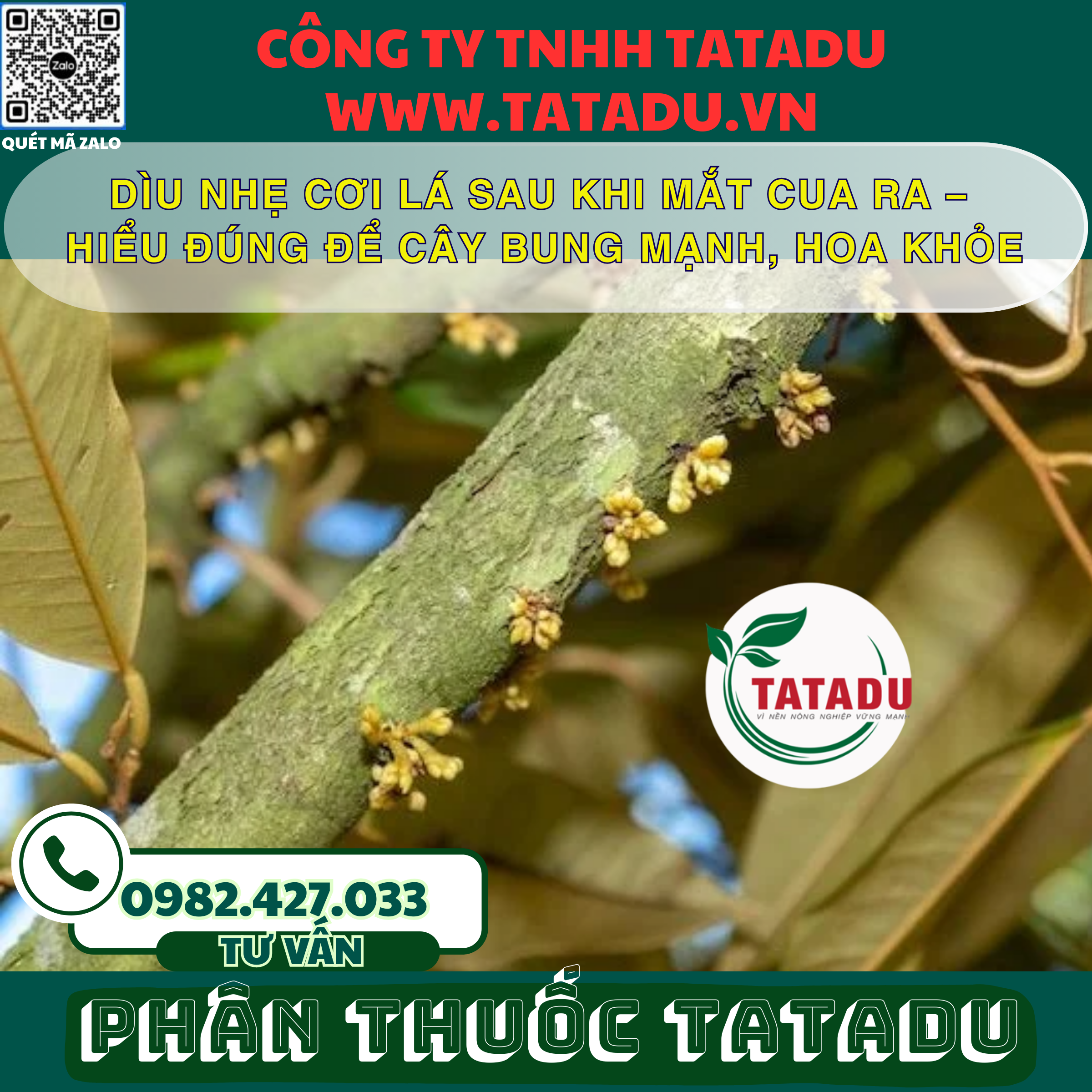 DIU NHE COI LA SAU KHI MAT CUA RA – HIEU DUNG DE CAY BUNG MANH HOA KHOE