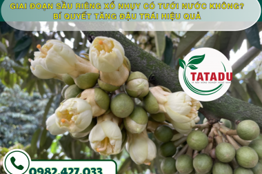 GIAI ĐOẠN SẦU RIÊNG XỔ NHỤY CÓ TƯỚI NƯỚC KHÔNG? BÍ QUYẾT TĂNG ĐẬU TRÁI HIỆU QUẢ