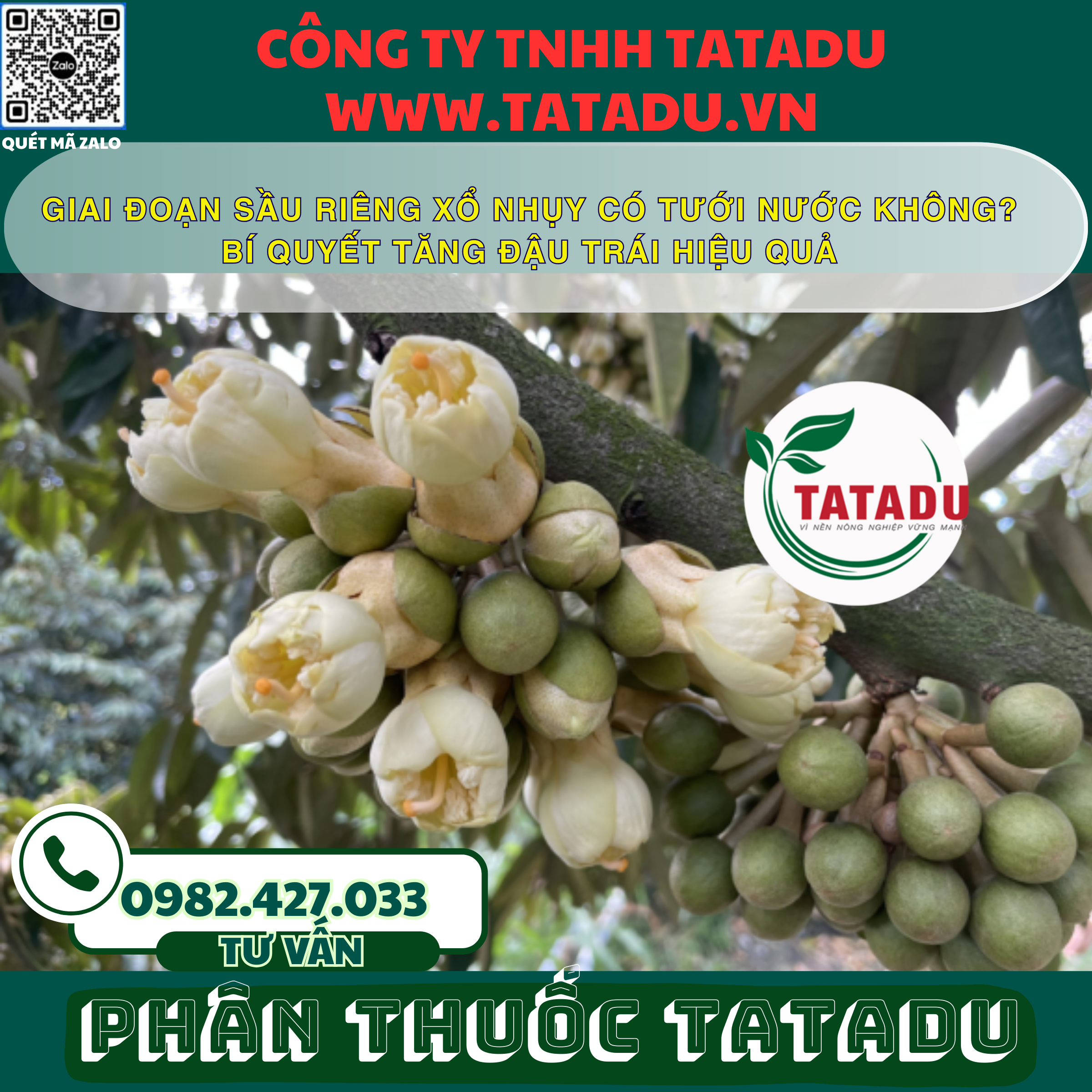 GIAI DOAN SAU RIENG XO NHUY CO TUOI NUOC KHONG BI QUYET TANG DAU TRAI HIEU QUA